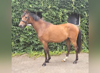 Duitse rijpony, Ruin, 4 Jaar, 160 cm, Bruin