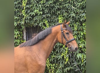 Duitse rijpony, Ruin, 4 Jaar, 160 cm, Bruin
