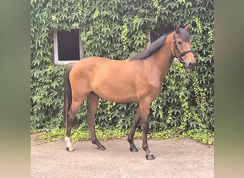 Duitse rijpony, Ruin, 4 Jaar, 160 cm, Bruin