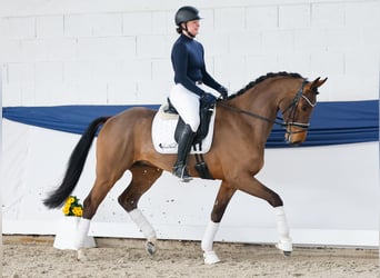 Duitse rijpony, Ruin, 4 Jaar, 165 cm, Bruin