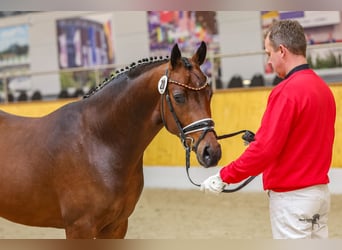 Duitse rijpony, Ruin, 4 Jaar, Bruin