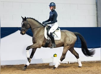 Duitse rijpony, Ruin, 4 Jaar, Donkerbruin