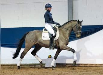 Duitse rijpony, Ruin, 4 Jaar, Donkerbruin