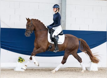 Duitse rijpony, Ruin, 4 Jaar, Donkere-vos
