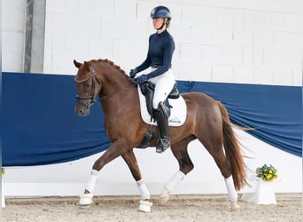 Duitse rijpony, Ruin, 4 Jaar, Donkere-vos