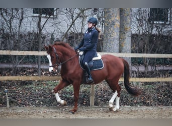 Duitse rijpony, Ruin, 4 Jaar, Donkere-vos