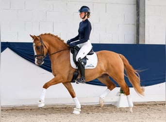 Duitse rijpony, Ruin, 4 Jaar, Vos