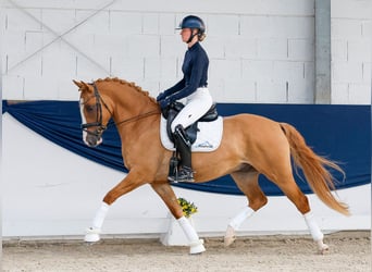 Duitse rijpony, Ruin, 4 Jaar, Vos