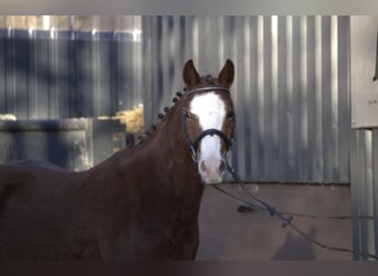 Duitse rijpony Mix, Ruin, 4 Jaar, Vos