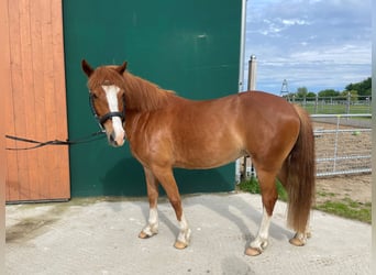 Duitse rijpony Mix, Ruin, 5 Jaar, 134 cm, Vos