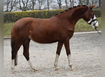 Duitse rijpony, Ruin, 5 Jaar, 138 cm, Donkere-vos