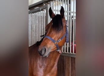 Duitse rijpony, Ruin, 5 Jaar, 142 cm, Bruin