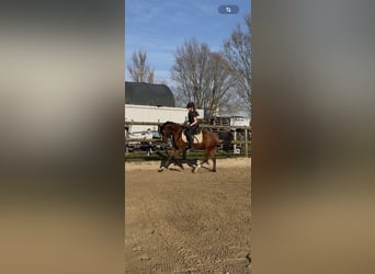 Duitse rijpony, Ruin, 5 Jaar, 143 cm, Bruin