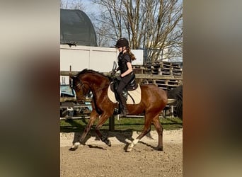 Duitse rijpony, Ruin, 5 Jaar, 143 cm, Bruin