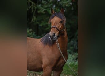 Duitse rijpony Mix, Ruin, 5 Jaar, 143 cm, Bruin