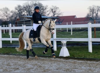 Duitse rijpony, Ruin, 5 Jaar, 143 cm, Cremello