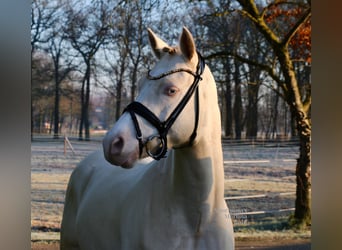 Duitse rijpony, Ruin, 5 Jaar, 143 cm, Cremello