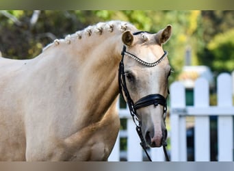 Duitse rijpony, Ruin, 5 Jaar, 143 cm, Palomino