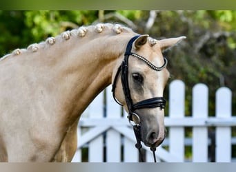Duitse rijpony, Ruin, 5 Jaar, 143 cm, Palomino