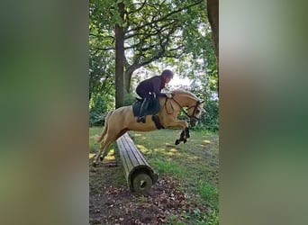 Duitse rijpony, Ruin, 5 Jaar, 143 cm, Palomino