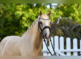 Duitse rijpony, Ruin, 5 Jaar, 143 cm, Palomino