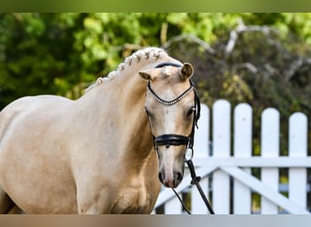 Duitse rijpony, Ruin, 5 Jaar, 143 cm, Palomino
