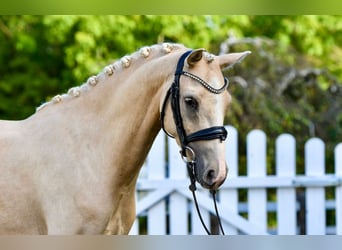 Duitse rijpony, Ruin, 5 Jaar, 143 cm, Palomino
