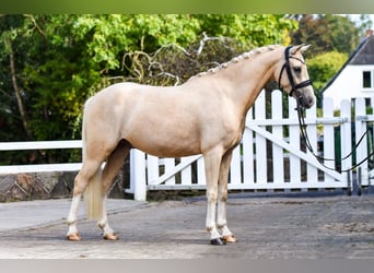Duitse rijpony, Ruin, 5 Jaar, 143 cm, Palomino