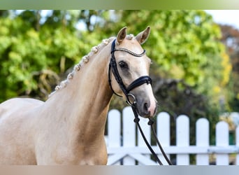 Duitse rijpony, Ruin, 5 Jaar, 143 cm, Palomino