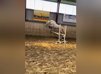 Duitse rijpony, Ruin, 5 Jaar, 143 cm, Palomino