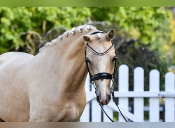 Duitse rijpony, Ruin, 5 Jaar, 143 cm, Palomino
