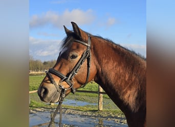 Duitse rijpony, Ruin, 5 Jaar, 144 cm, Bruin