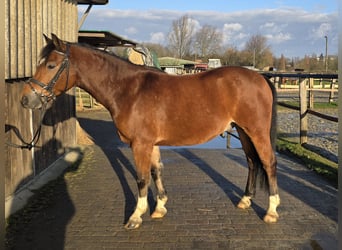 Duitse rijpony, Ruin, 5 Jaar, 144 cm, Bruin