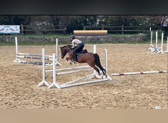 Duitse rijpony, Ruin, 5 Jaar, 144 cm, Bruin