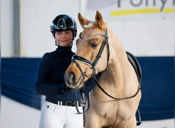 Duitse rijpony, Ruin, 5 Jaar, 144 cm, Palomino