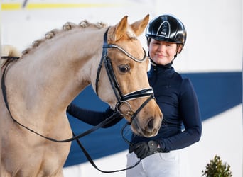 Duitse rijpony, Ruin, 5 Jaar, 144 cm, Palomino