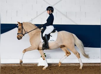 Duitse rijpony, Ruin, 5 Jaar, 144 cm, Palomino