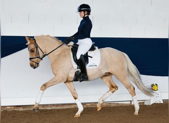 Duitse rijpony, Ruin, 5 Jaar, 144 cm, Palomino