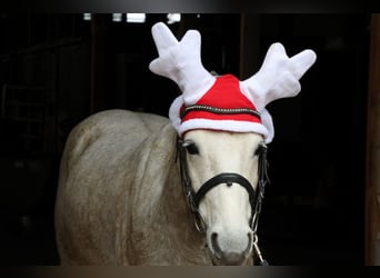 Duitse rijpony, Ruin, 5 Jaar, 144 cm, Schimmel