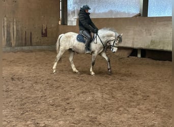 Duitse rijpony, Ruin, 5 Jaar, 144 cm, Schimmel