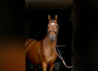 Duitse rijpony, Ruin, 5 Jaar, 145 cm, Bruin