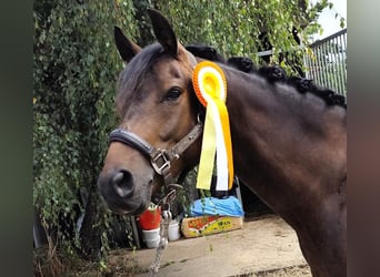 Duitse rijpony, Ruin, 5 Jaar, 145 cm, Bruin