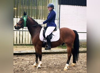 Duitse rijpony, Ruin, 5 Jaar, 145 cm, Bruin