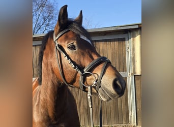 Duitse rijpony, Ruin, 5 Jaar, 145 cm, Bruin