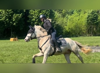 Duitse rijpony, Ruin, 5 Jaar, 145 cm, Cremello