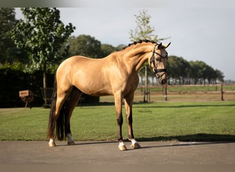 Duitse rijpony, Ruin, 5 Jaar, 145 cm, Falbe