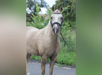 Duitse rijpony, Ruin, 5 Jaar, 145 cm, Palomino