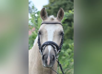 Duitse rijpony, Ruin, 5 Jaar, 145 cm, Palomino