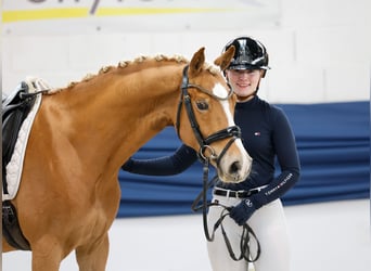 Duitse rijpony, Ruin, 5 Jaar, 145 cm, Vos