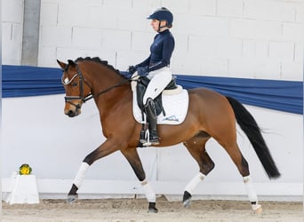 Duitse rijpony, Ruin, 5 Jaar, 146 cm, Bruin